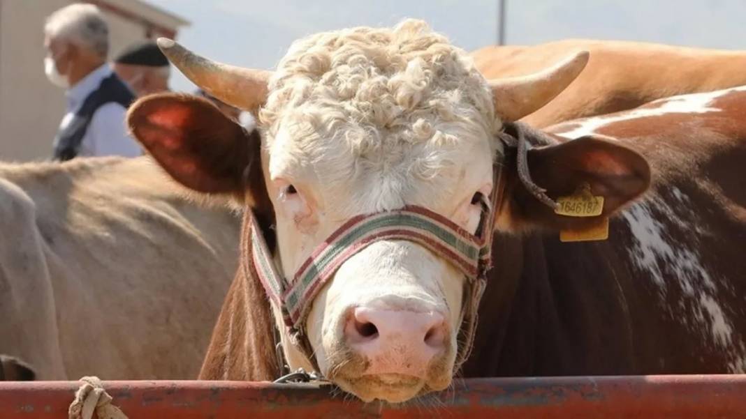 Kurban bayramı yaklaşıyor: 2025 Kurban vekalet ücretleri açıklandı! 4