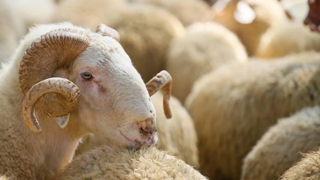 Kurban bayramı yaklaşıyor: 2025 Kurban vekalet ücretleri açıklandı! 5