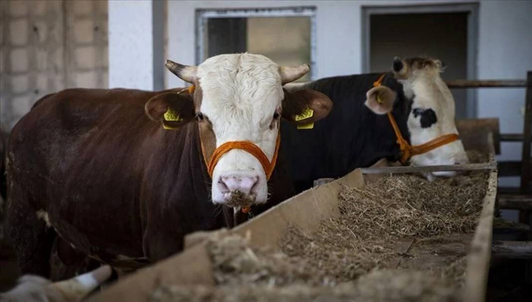 Kurban bayramı yaklaşıyor: 2025 Kurban vekalet ücretleri açıklandı! 8