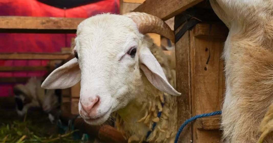 Kurban bayramı yaklaşıyor: 2025 Kurban vekalet ücretleri açıklandı! 9
