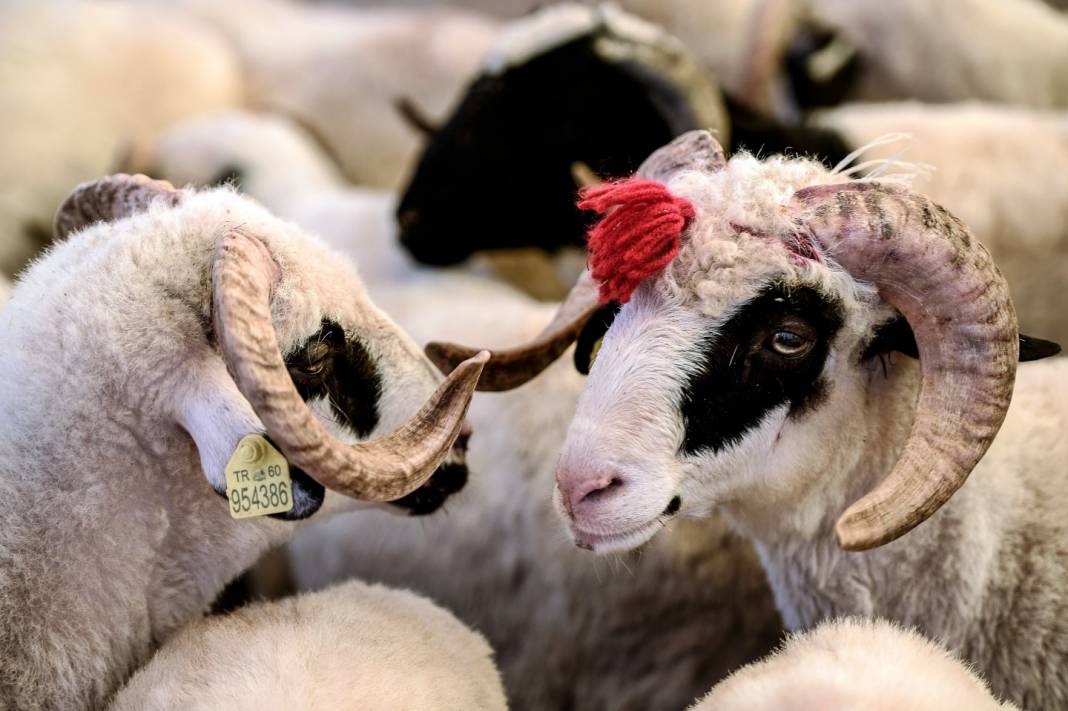 Kurban bayramı yaklaşıyor: 2025 Kurban vekalet ücretleri açıklandı! 7