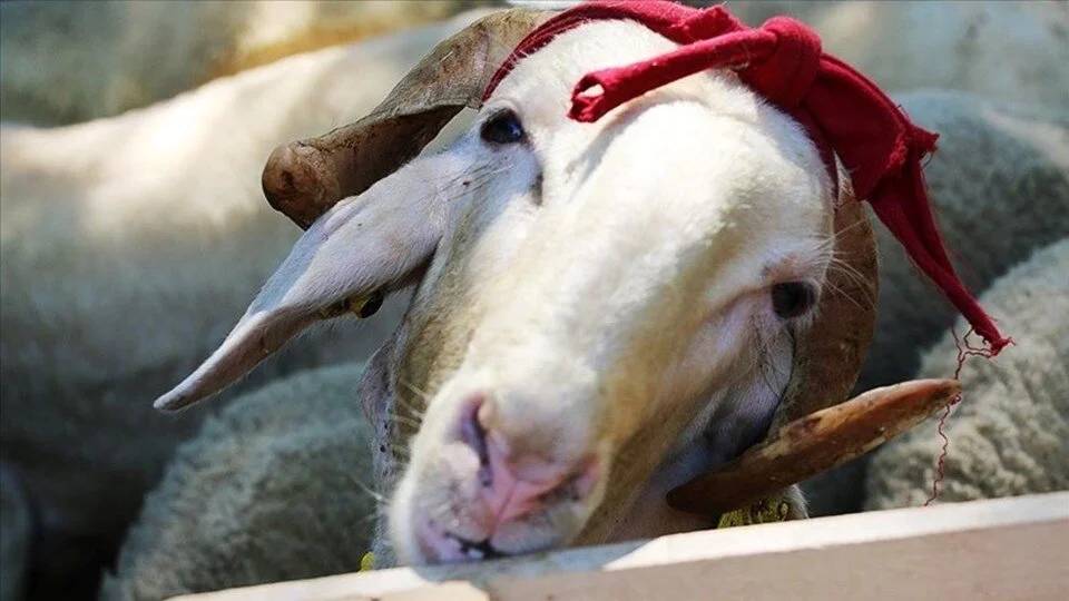 Kurban bayramı yaklaşıyor: 2025 Kurban vekalet ücretleri açıklandı! 10