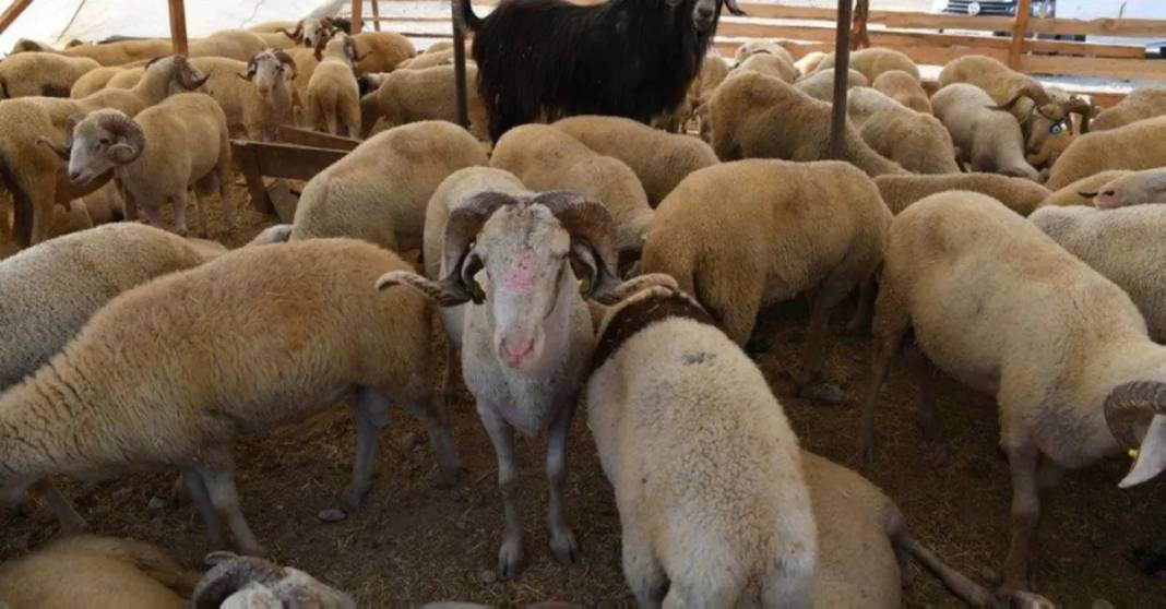 En ucuz kurban o illerde: İşte kurban fiyatlarının en uygun olduğu 7 ilimiz 3