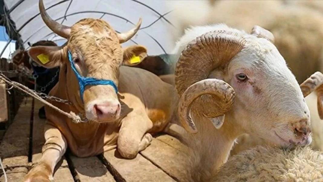 Kurban Bayramına sayılı günler kala fiyatları düştü! Büyük baş ve küçük baş kurbanlık fiyatları ne kadar? 1