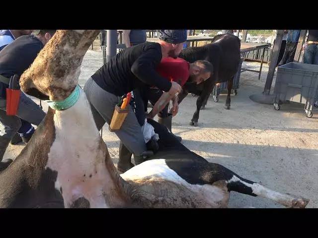 Kurban Bayramına sayılı günler kala fiyatları düştü! Büyük baş ve küçük baş kurbanlık fiyatları ne kadar? 7