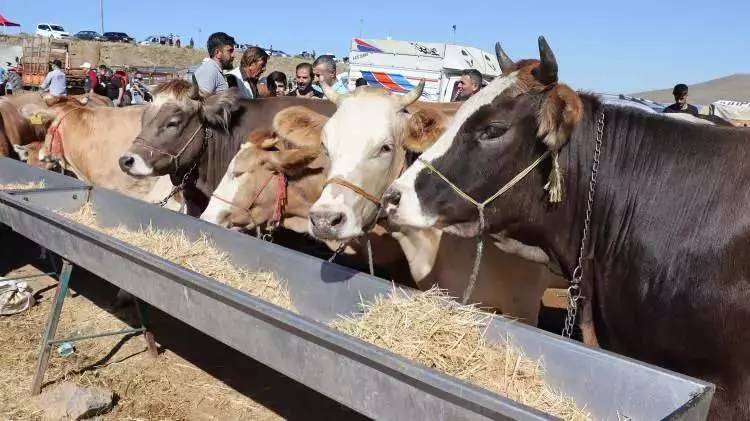 Kurban Bayramına sayılı günler kala fiyatları düştü! Büyük baş ve küçük baş kurbanlık fiyatları ne kadar? 10