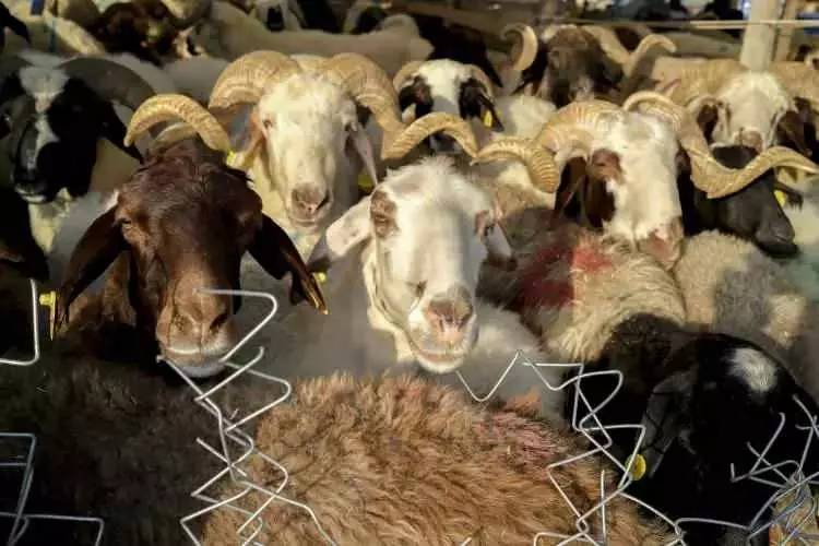 Kurban Bayramına sayılı günler kala fiyatları düştü! Büyük baş ve küçük baş kurbanlık fiyatları ne kadar? 11