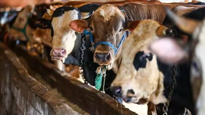 Kurban Bayramına sayılı günler kala fiyatları düştü! Büyük baş ve küçük baş kurbanlık fiyatları ne kadar? 12