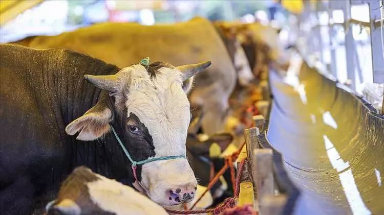 Kurban Bayramına sayılı günler kala fiyatları düştü! Büyük baş ve küçük baş kurbanlık fiyatları ne kadar? 13