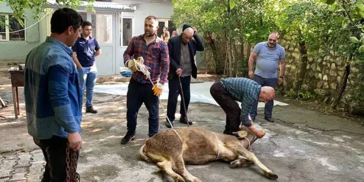 Kurban Bayramına sayılı günler kala fiyatları düştü! Büyük baş ve küçük baş kurbanlık fiyatları ne kadar? 14