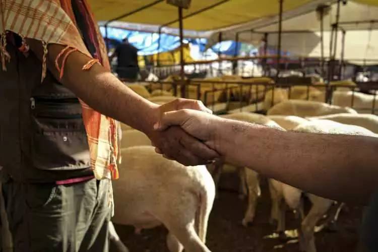 Kurban Bayramına sayılı günler kala fiyatları düştü! Büyük baş ve küçük baş kurbanlık fiyatları ne kadar? 16