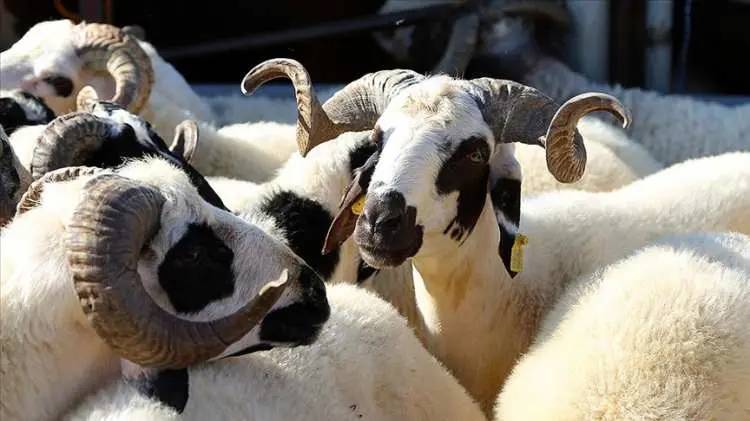 Kurban Bayramına sayılı günler kala fiyatları düştü! Büyük baş ve küçük baş kurbanlık fiyatları ne kadar? 17