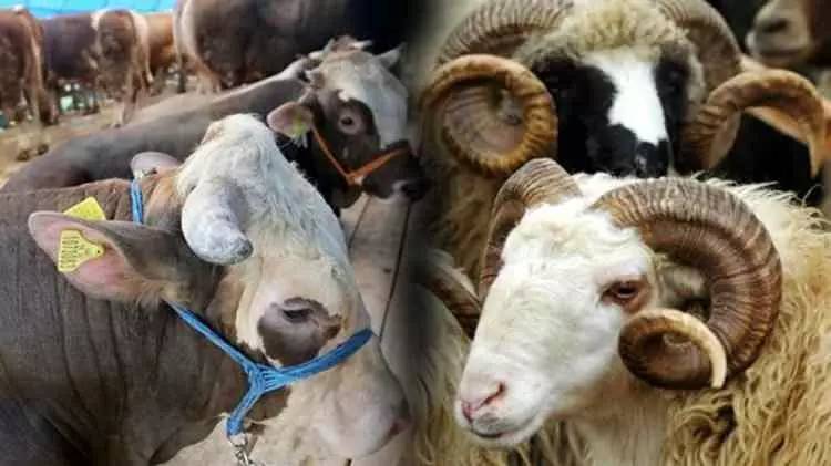 Kurban Bayramına sayılı günler kala fiyatları düştü! Büyük baş ve küçük baş kurbanlık fiyatları ne kadar? 2