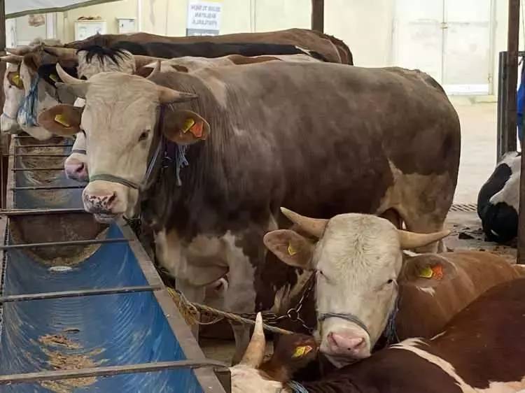 Kurban Bayramına sayılı günler kala fiyatları düştü! Büyük baş ve küçük baş kurbanlık fiyatları ne kadar? 3