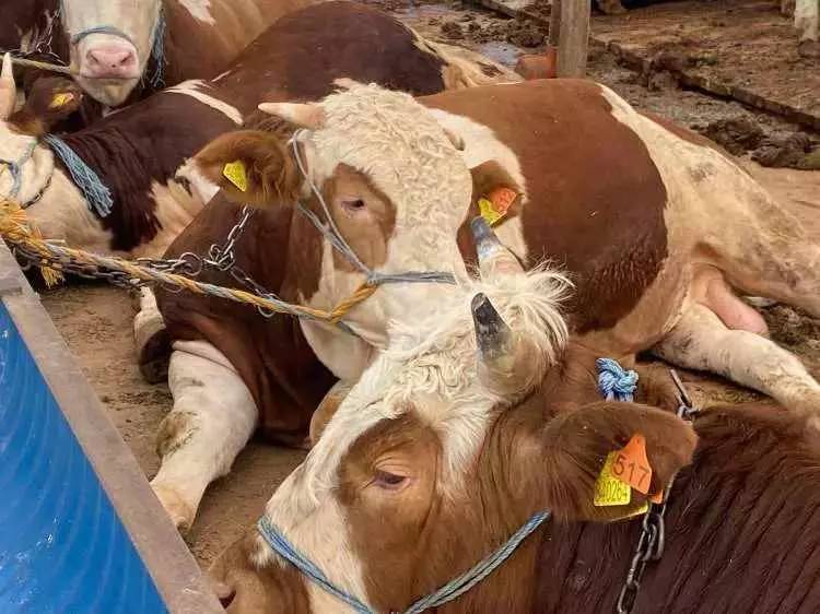 Kurban Bayramına sayılı günler kala fiyatları düştü! Büyük baş ve küçük baş kurbanlık fiyatları ne kadar? 4