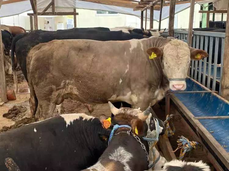 Kurban Bayramına sayılı günler kala fiyatları düştü! Büyük baş ve küçük baş kurbanlık fiyatları ne kadar? 5