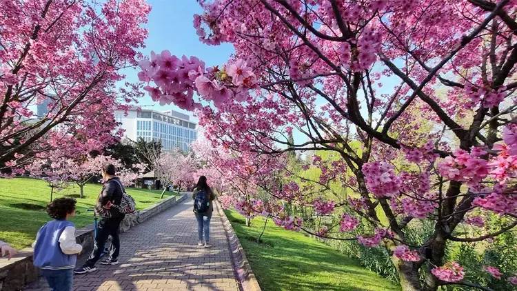 Bahar geldi! Meteoroloji açıkladı: 6 Mayıs Salı hava durumu ve sıcaklıkları nasıl olacak? 6