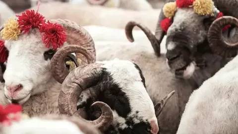 En ucuz kurban o illerde: İşte kurban fiyatlarının en uygun olduğu 7 ilimiz 5