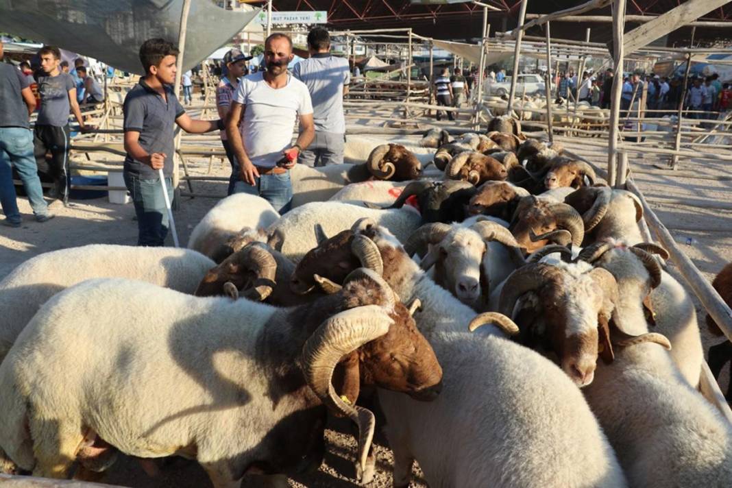 En ucuz kurban o illerde: İşte kurban fiyatlarının en uygun olduğu 7 ilimiz 6