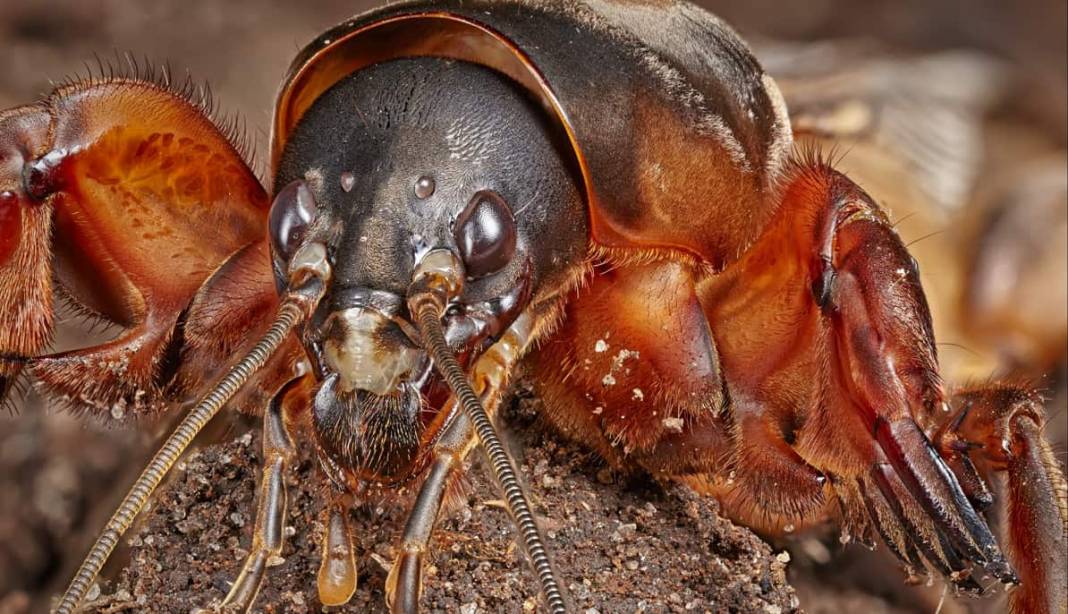 Bahçenizin gizli düşmanına dikkat: Bu böcek siz fark etmeden fidelerinizi çatır çatır kesiyor! 3