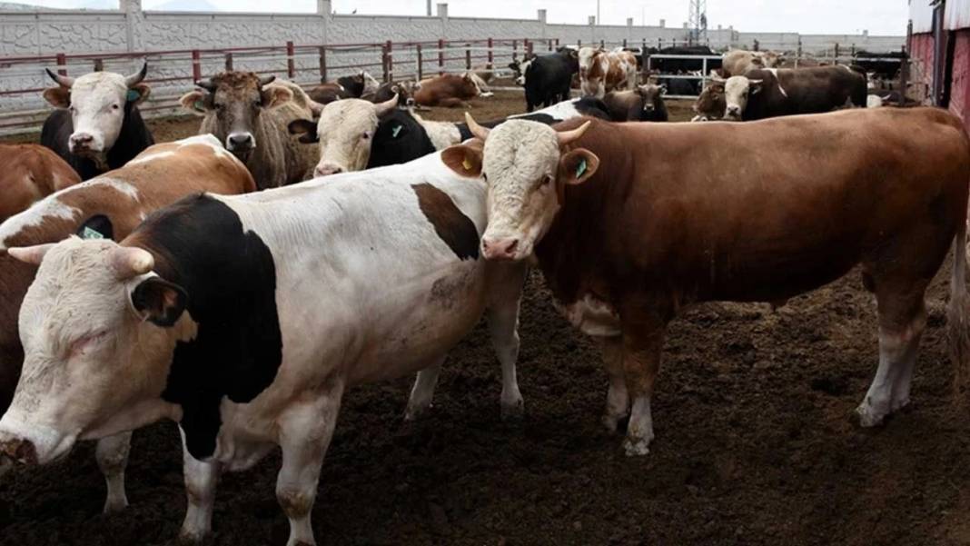 Zincir marketlerin kurban fiyatları belli oldu! CarrefourSA, Migros, BİM, A101, Şok Market Kurbanlık Fiyatları ne kadar? 13