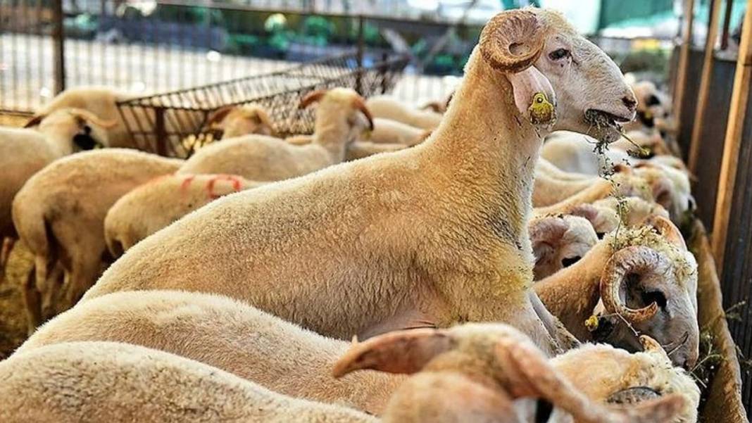 Zincir marketlerin kurban fiyatları belli oldu! CarrefourSA, Migros, BİM, A101, Şok Market Kurbanlık Fiyatları ne kadar? 10
