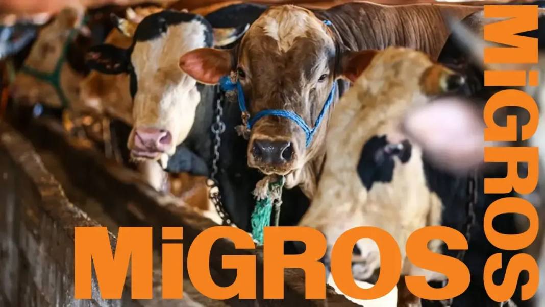 Zincir marketlerin kurban fiyatları belli oldu! CarrefourSA, Migros, BİM, A101, Şok Market Kurbanlık Fiyatları ne kadar? 5
