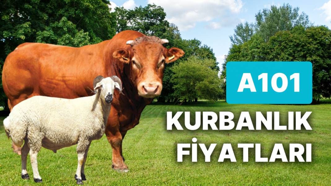 Zincir marketlerin kurban fiyatları belli oldu! CarrefourSA, Migros, BİM, A101, Şok Market Kurbanlık Fiyatları ne kadar? 6