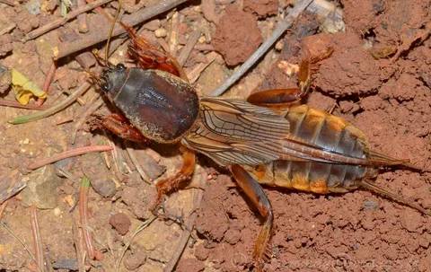 Bahçenizin gizli düşmanına dikkat: Bu böcek siz fark etmeden fidelerinizi çatır çatır kesiyor! 6