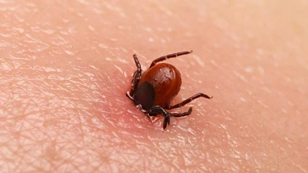 En çok kene olan iller belli oldu! Bu 5 ildekiler dikkat! çok yayıldı, ölümler artmaya başladı 2