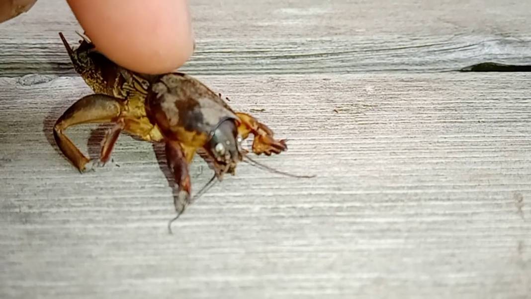 Bahçenizin gizli düşmanına dikkat: Bu böcek siz fark etmeden fidelerinizi çatır çatır kesiyor! 5