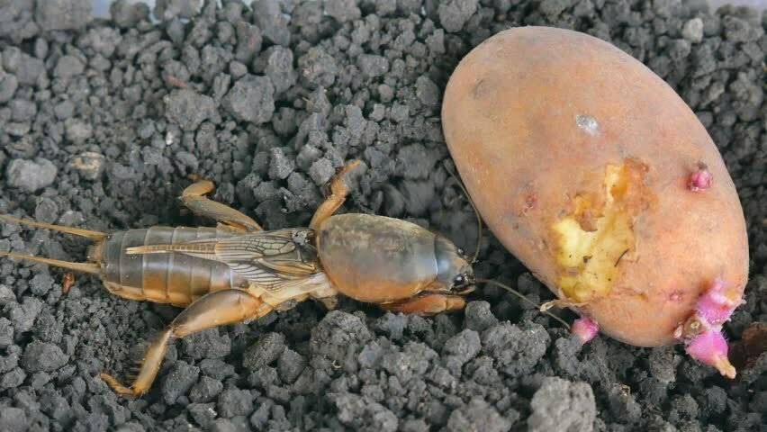 Bahçenizin gizli düşmanına dikkat: Bu böcek siz fark etmeden fidelerinizi çatır çatır kesiyor! 2