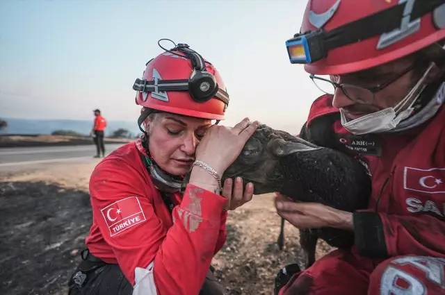 Tekirdağ'daki orman yangını kontrol altına alındı: İşte iki gün süren yangından geriye kalan... 9