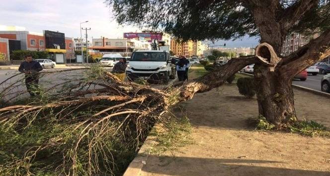 Ağaçları deviren fırtına ne kadar sürecek, hangi bölgelerde etkili olacak? Bugün hava nasıl, Cumartesi hava nasıl olacak? 2