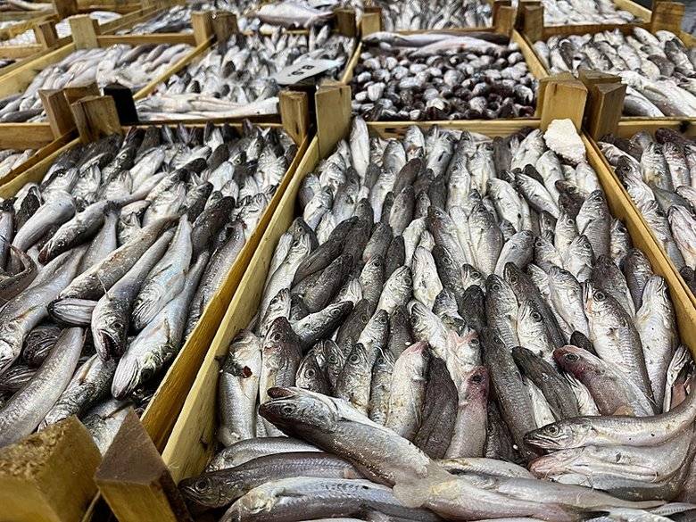 Av yasağı bitti: Balıkçılar 'Vire bismillah' dedi! 3