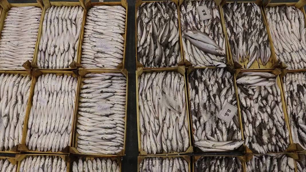 Av yasağı bitti: Balıkçılar 'Vire bismillah' dedi! 8