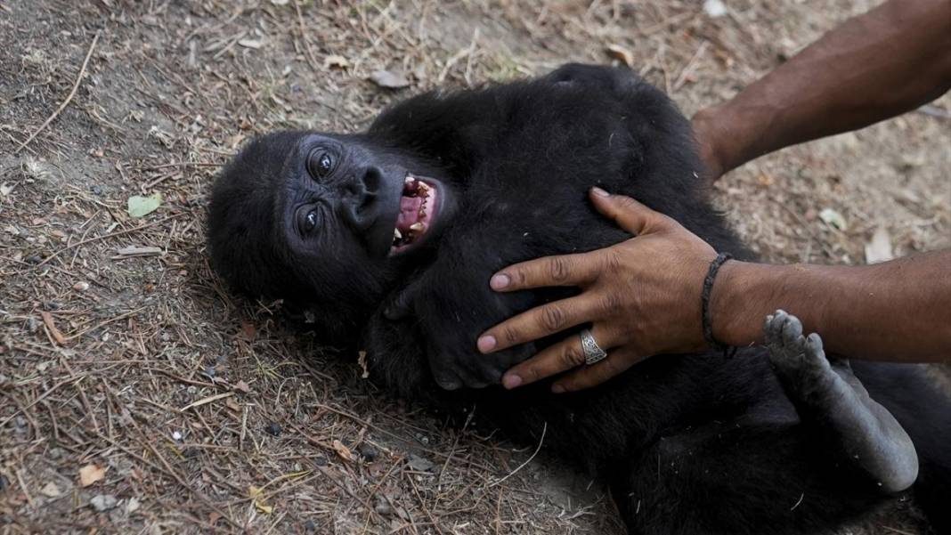 Nijerya iadesini istenmişti: Yavru goril "Zeytin" hakkında bakın ne karar verildi? 1