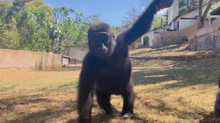 Nijerya iadesini istenmişti: Yavru goril "Zeytin" hakkında bakın ne karar verildi? 4