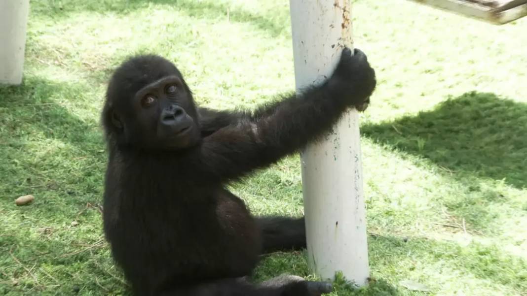 Nijerya iadesini istenmişti: Yavru goril "Zeytin" hakkında bakın ne karar verildi? 3