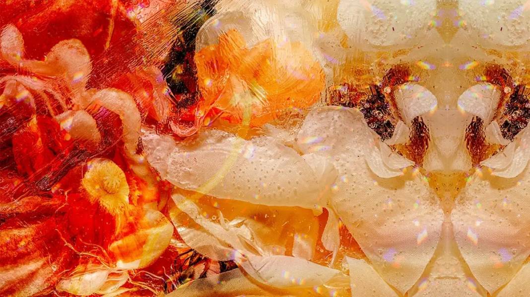 Görsel zekasına güvenenler buraya! Resimde hangi hayvan var? 5 saniyede görenler… 4