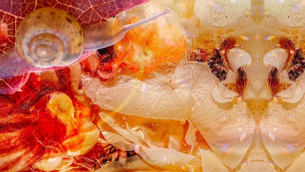 Görsel zekasına güvenenler buraya! Resimde hangi hayvan var? 5 saniyede görenler… 7