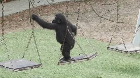 Nijerya iadesini istenmişti: Yavru goril "Zeytin" hakkında bakın ne karar verildi? 6