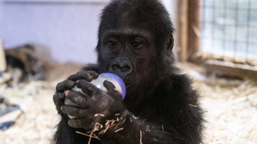Nijerya iadesini istenmişti: Yavru goril "Zeytin" hakkında bakın ne karar verildi? 2