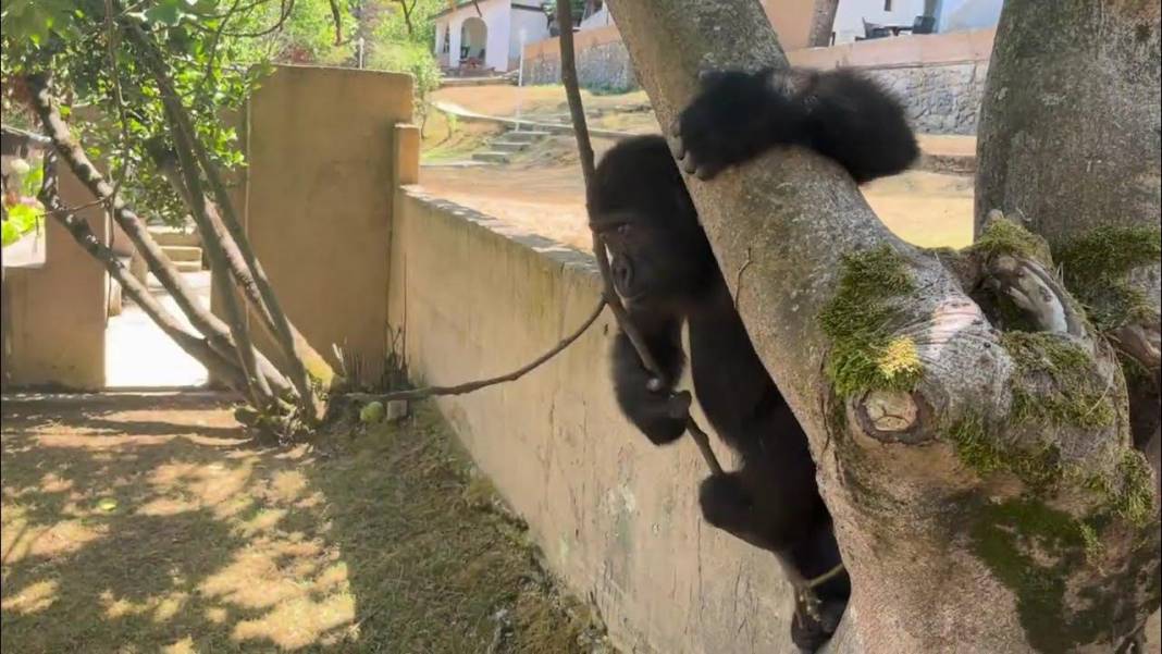 Nijerya iadesini istenmişti: Yavru goril "Zeytin" hakkında bakın ne karar verildi? 5