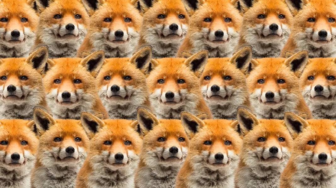 Zeka testi: Bunu bilen çok az kişi çıktı! Tilkilerin arasında kalan kurt nerede? 3