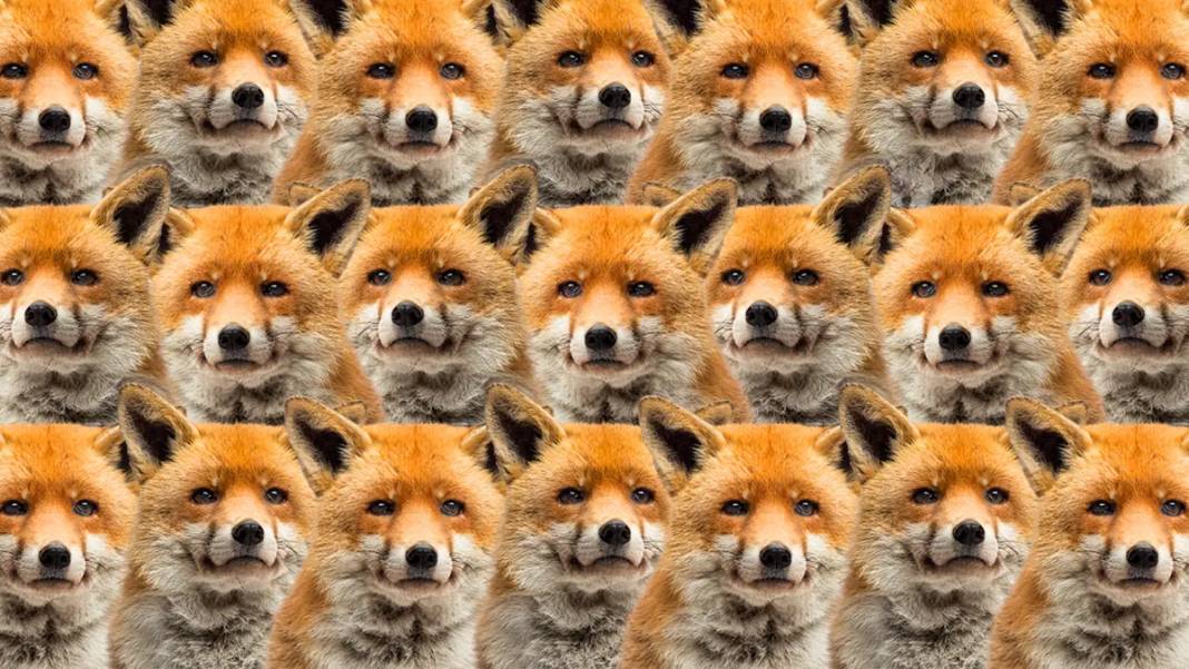 Zeka testi: Bunu bilen çok az kişi çıktı! Tilkilerin arasında kalan kurt nerede? 1