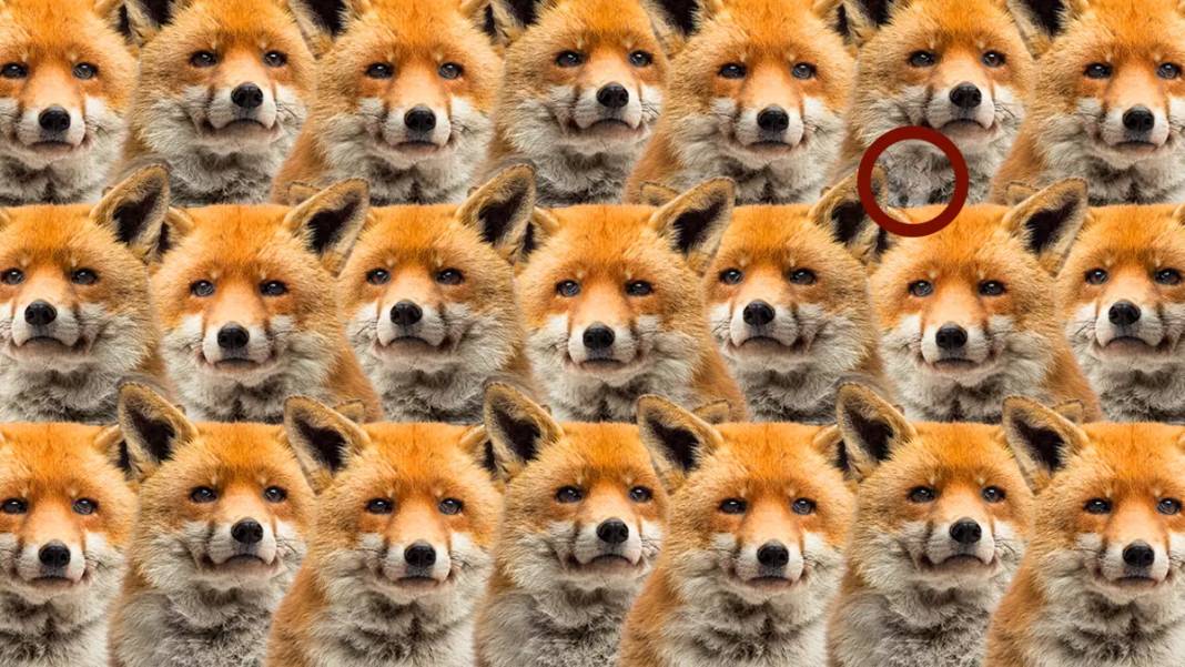 Zeka testi: Bunu bilen çok az kişi çıktı! Tilkilerin arasında kalan kurt nerede? 6