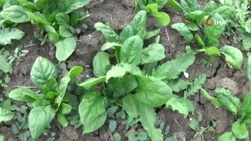 Güzelavrat otunu ıspanak sanıp yediler: Zehirlenen 11 kişi hastanelik oldu, biri yoğun bakımda! Güzelavrat otu nedir? 4