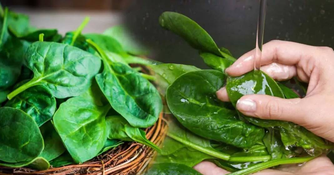 Güzelavrat otunu ıspanak sanıp yediler: Zehirlenen 11 kişi hastanelik oldu, biri yoğun bakımda! Güzelavrat otu nedir? 1