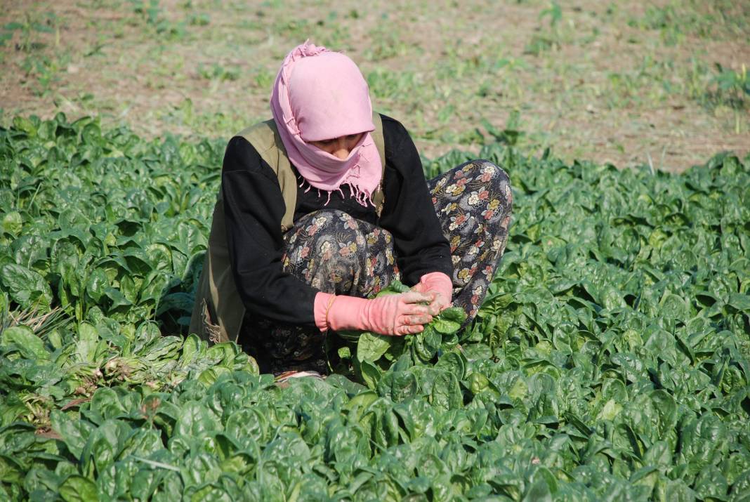 Güzelavrat otunu ıspanak sanıp yediler: Zehirlenen 11 kişi hastanelik oldu, biri yoğun bakımda! Güzelavrat otu nedir? 2